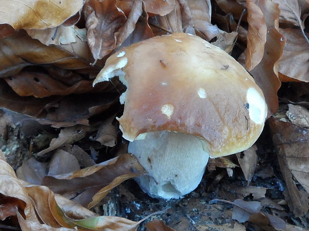 hríb smrekový Boletus edulis Bull.