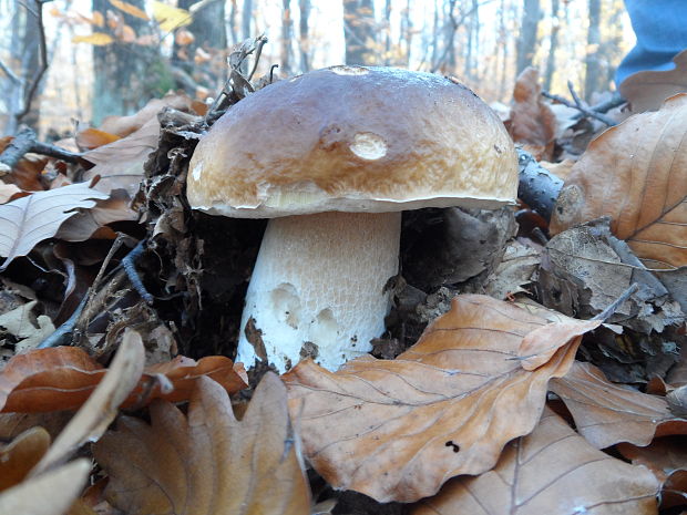 hríb smrekový Boletus edulis Bull.