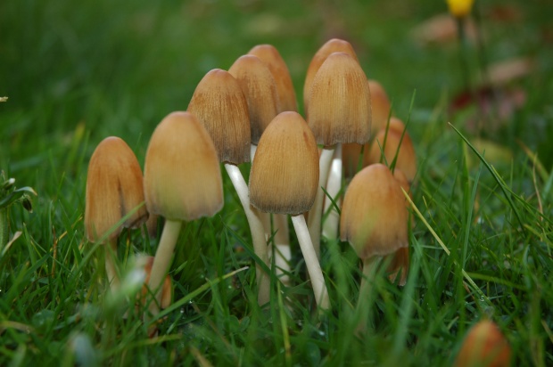 hnojník ligotavý Coprinellus micaceus (Bull.) Vilgalys, Hopple & Jacq. Johnson