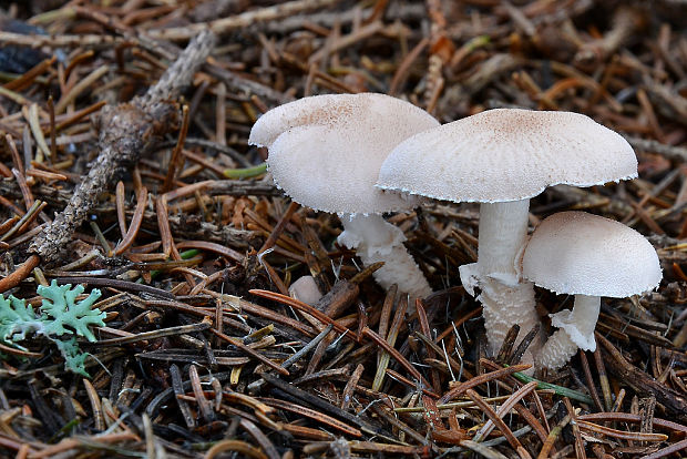 zrnivka páchnuca Cystoderma carcharias (Pers.) Fayod