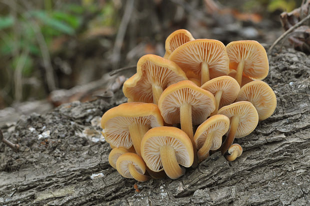 plamienka Flammulina sp.