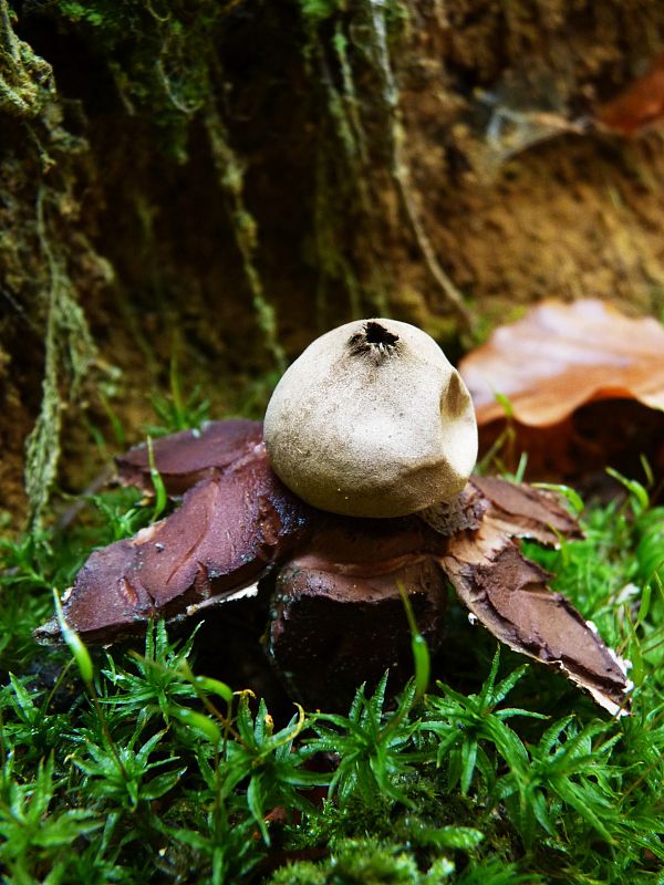 hviezdovka Geastrum sp.