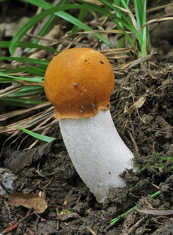 kozák osikový Leccinum albostipitatum den Bakker & Noordel.