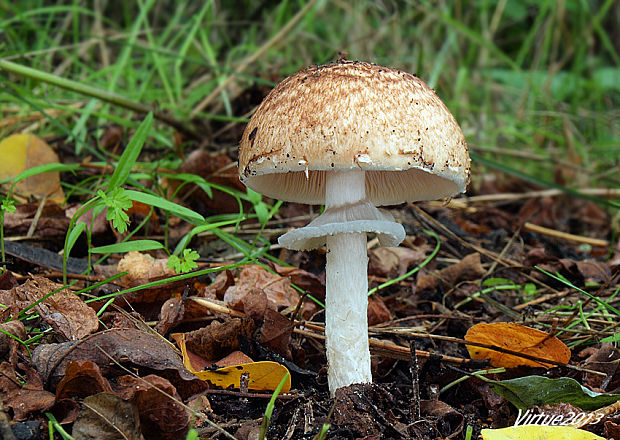 bedlica Badhamova Leucocoprinus badhamii (Berk. & Broome) Locq.