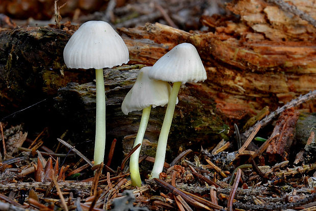 prilbička slizká Mycena epipterygia (Scop.) Gray