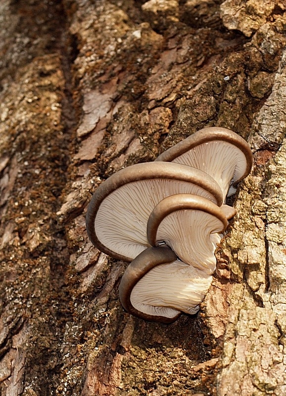 hliva ustricovitá Pleurotus ostreatus (Jacq.) P. Kumm.