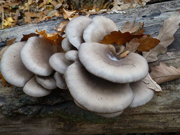 hliva ustricovitá Pleurotus ostreatus (Jacq.) P. Kumm.