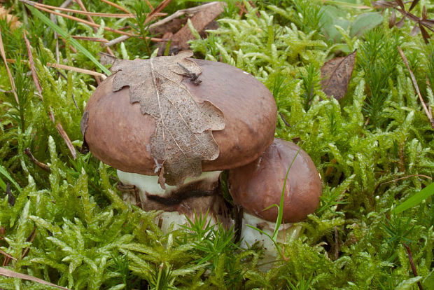 masliak obyčajný Suillus luteus (L.) Roussel