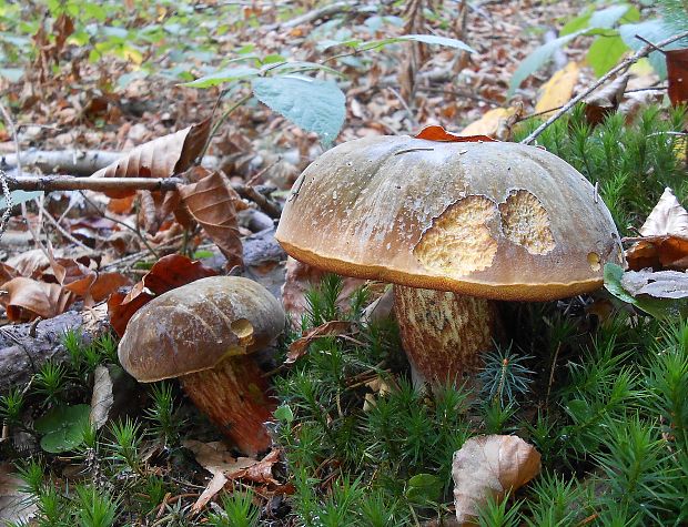 hríb zrnitohlúbikový Sutorius luridiformis (Rostk.) G. Wu & Zhu L. Yang