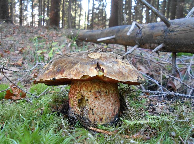 hríb zrnitohlúbikový Sutorius luridiformis (Rostk.) G. Wu & Zhu L. Yang