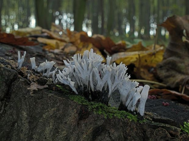 drevnatec parohatý Xylaria hypoxylon (L.) Grev.