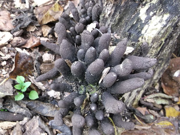 drevnatec kyjakovitý Xylaria polymorpha (Pers.) Grev.