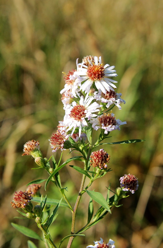 astra kopijovitolistá Aster lanceolatus Willd.