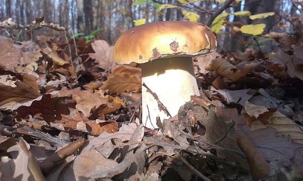 hríb smrekový Boletus edulis Bull.