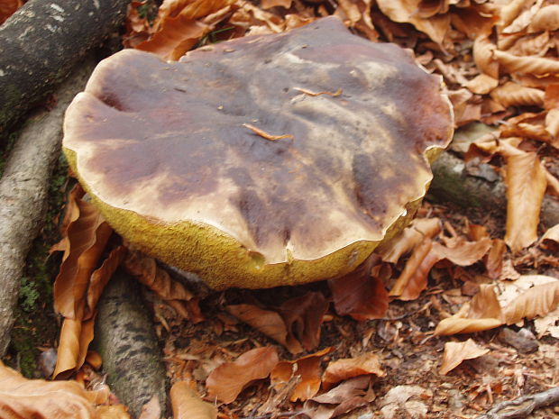 hríb smrekový Boletus edulis Bull.