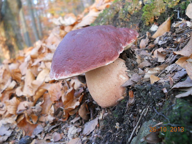 hríb sosnový Boletus pinophilus Pil. et Dermek in Pil.