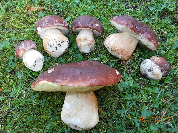 hríb sosnový Boletus pinophilus Pil. et Dermek in Pil.