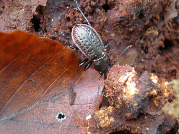 bystruška zrnitá Carabus granulatus