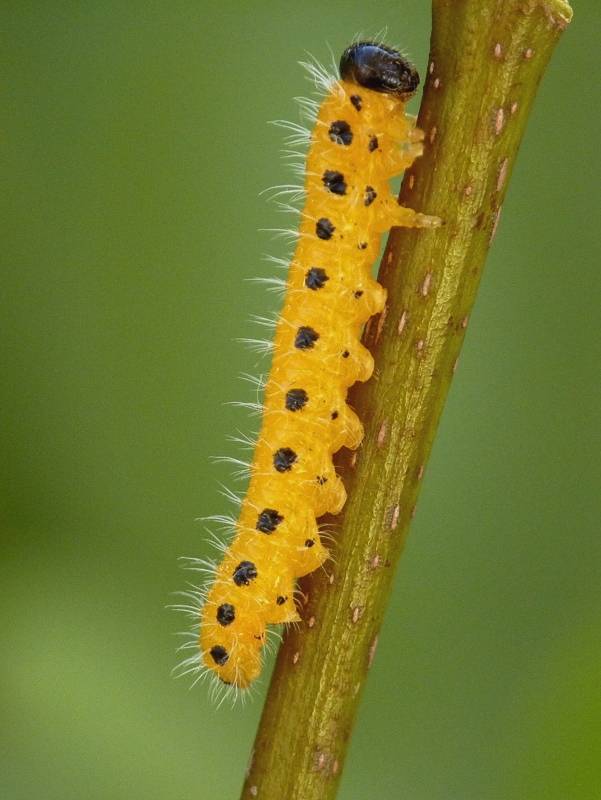 piliarka Cladius grandis