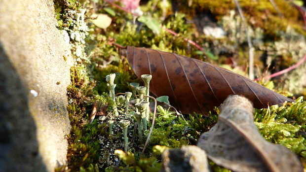 dutohlávka riasnatá Cladonia fimbriata (L.) Fr.