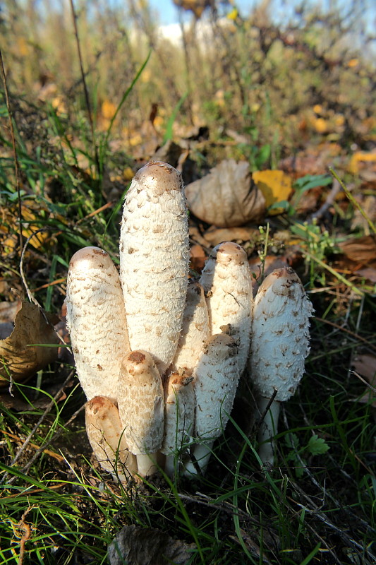 hnojník obyčajný Coprinus comatus (O.F. Müll.) Pers.