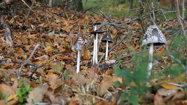 hnojník Coprinus sp.