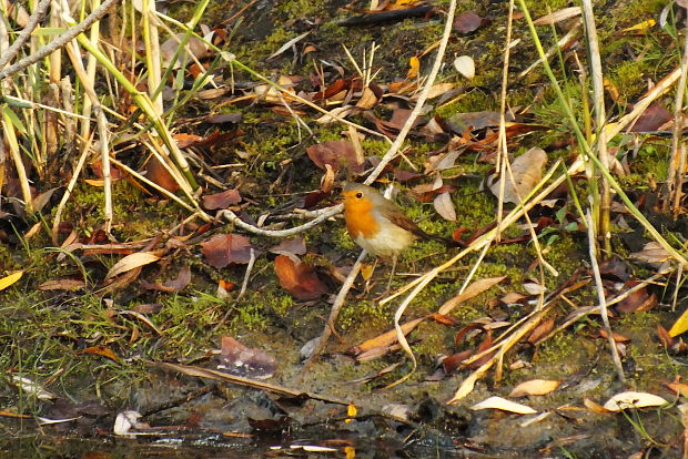 červenka obecná Erithacus rubecula