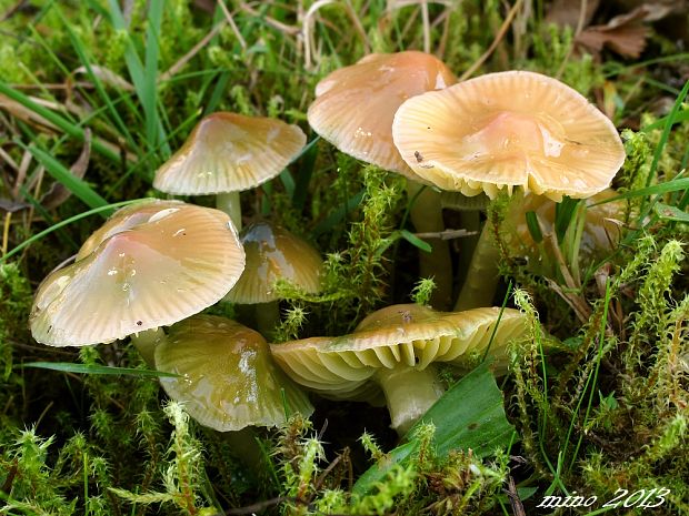 lúčnica žltozelená Gliophorus psittacinus (Schaeff.) Herink