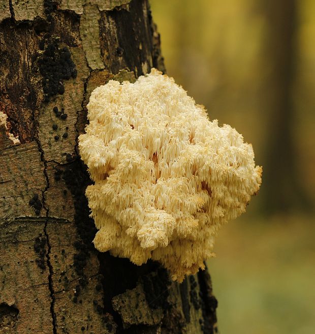 koralovec bukový Hericium coralloides (Scop.) Pers.