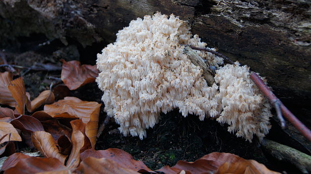 koralovec bukový Hericium coralloides (Scop.) Pers.