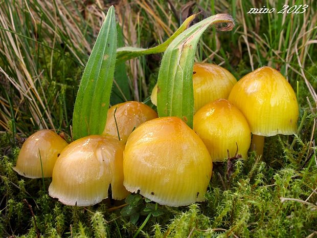 lúčnica citrónovožltá Hygrocybe chlorophana (Fr.) Wünsche