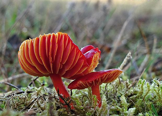 lúčnica šarlátová Hygrocybe coccinea (Schaeff.) P. Kumm.