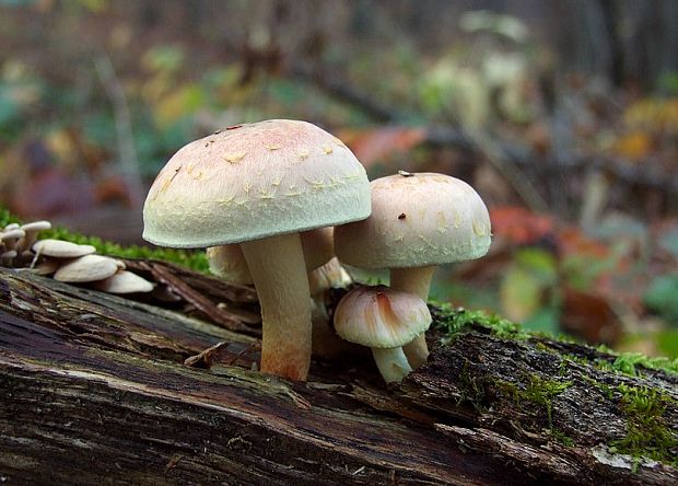 strapcovka tehlovočervená Hypholoma lateritium (Schaeff.) P. Kumm.