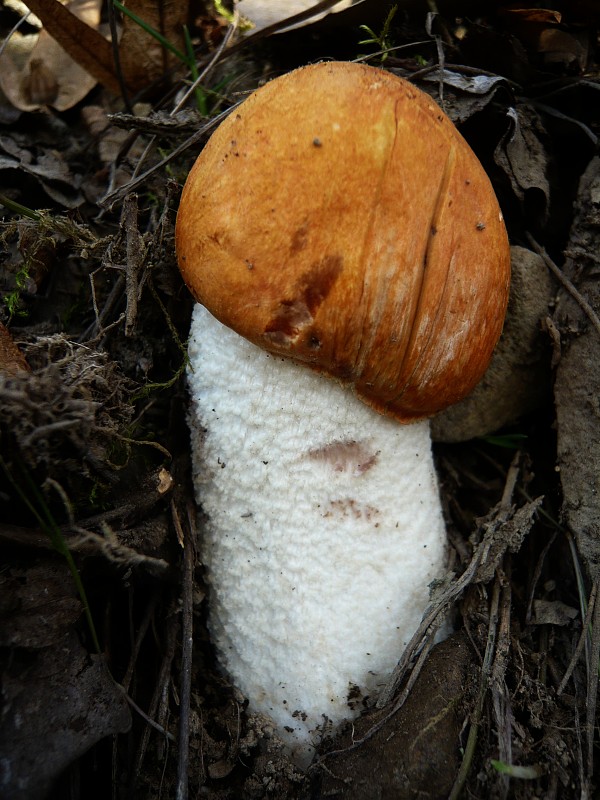 kozák osikový Leccinum albostipitatum den Bakker & Noordel.