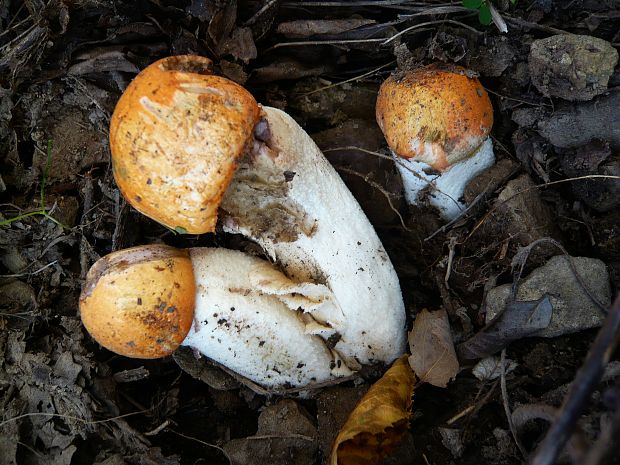 kozák osikový Leccinum albostipitatum den Bakker & Noordel.