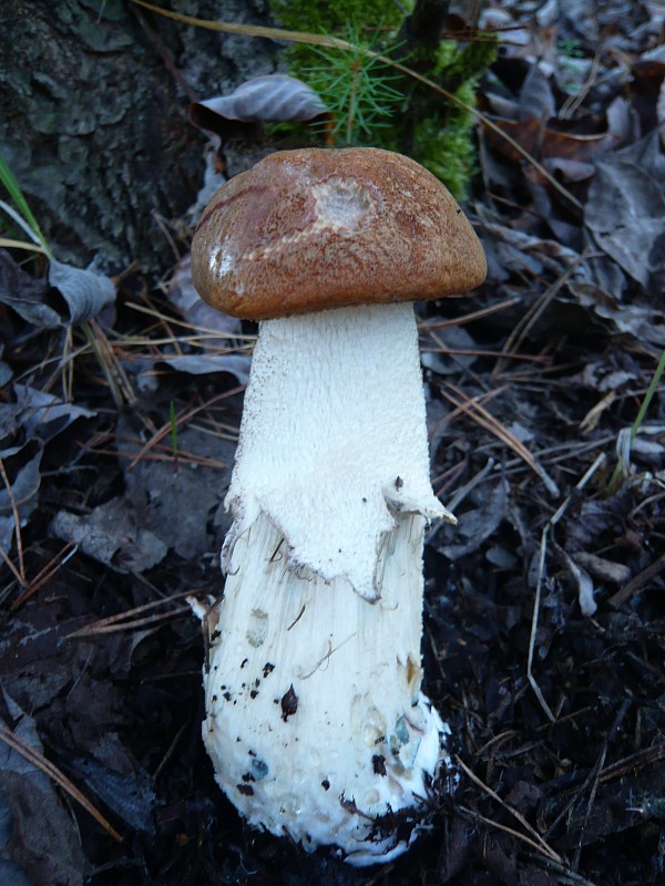 kozák osikový Leccinum albostipitatum den Bakker & Noordel.