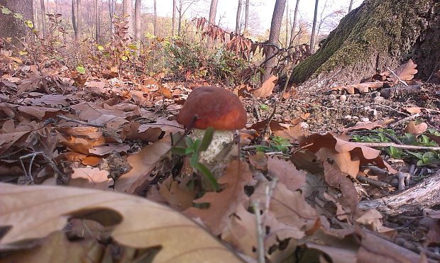 kozák dubový Leccinum aurantiacum (Bull.) Gray