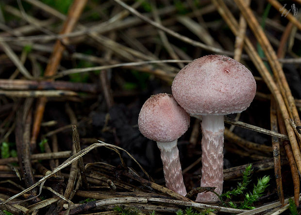 bedlička ružovkastá Lepiota subincarnata J.E. Lange