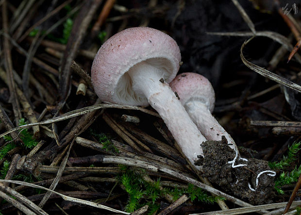 bedlička ružovkastá Lepiota subincarnata J.E. Lange