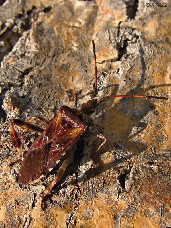 obrubnica americká Leptoglossus occidentalis