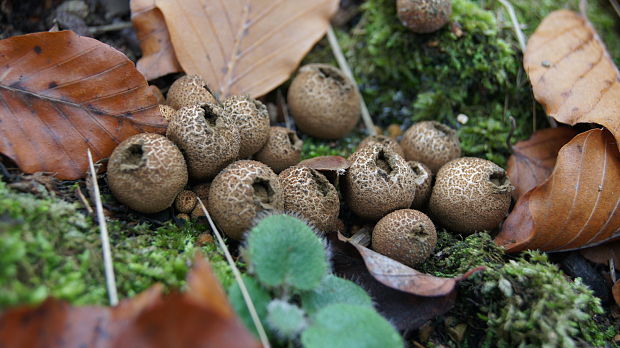 prášnica Lycoperdon sp.