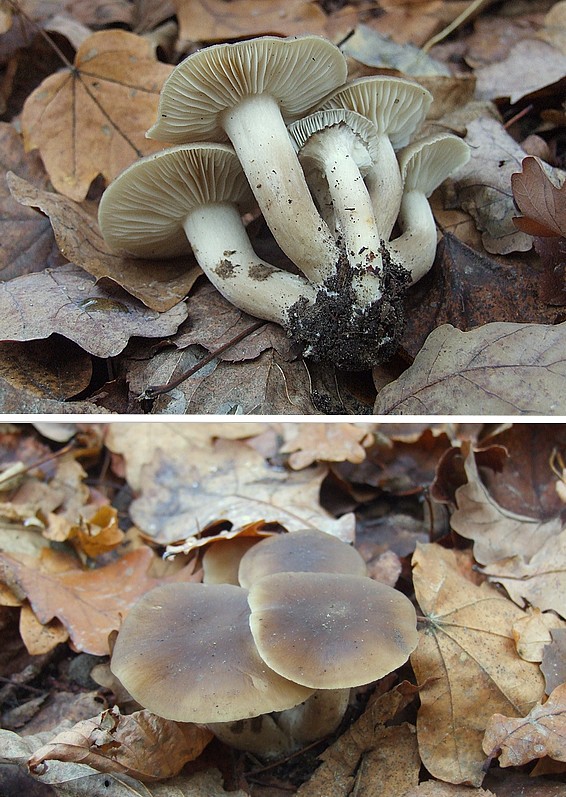 strmulec nakopený Lyophyllum decastes (Fr.) Singer