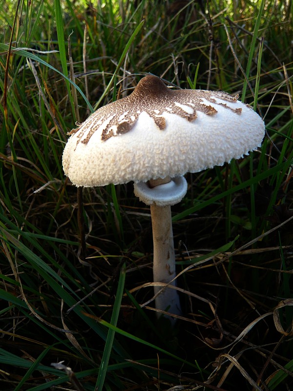 bedľa Konradova Macrolepiota konradii (Huijsman ex P.D. Orton) M.M. Moser