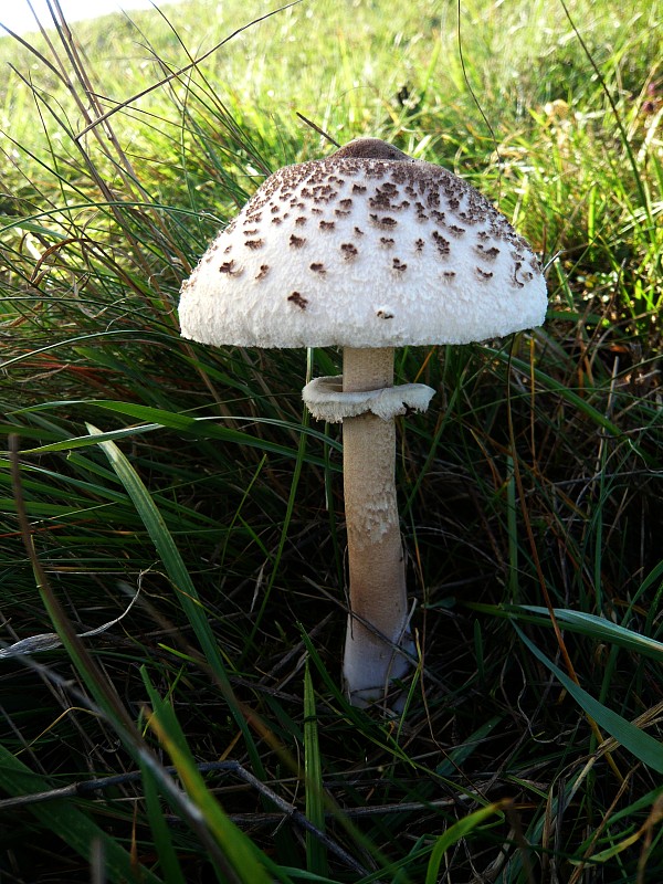 bedľa štíhla Macrolepiota mastoidea (Fr.) Singer