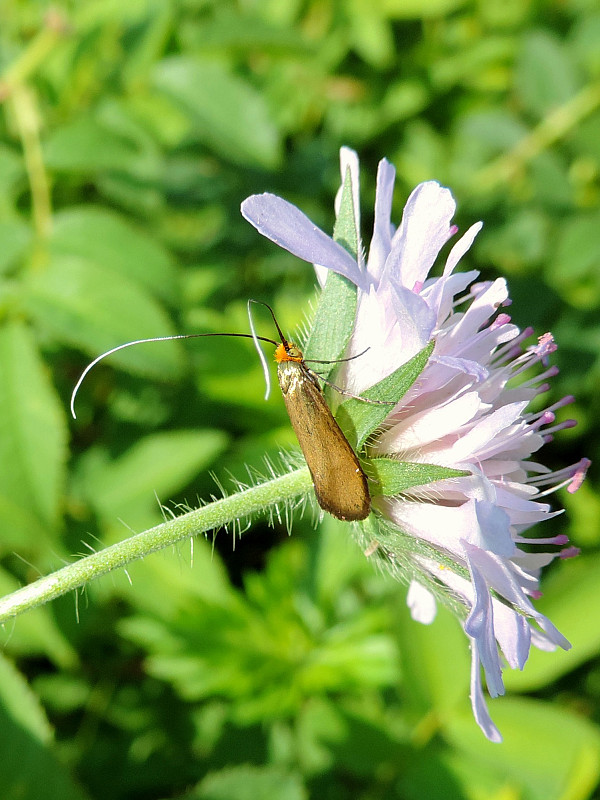 adéla chrastavcová Nemophora metallica Poda, 1761