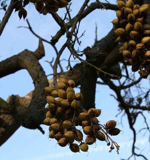 paulovnia plstnatá Paulownia tomentosa (Thunb.) Steud.