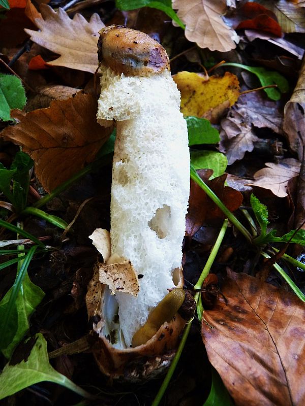 hadovka smradľavá dvojitá Phallus impudicus var. pseudoduplicatus O. Andersson