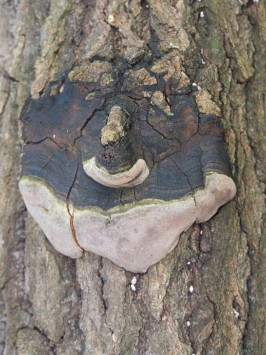 ohňovec osikový Phellinus tremulae (Bondartsev) Bondartsev & P.N. Borisov