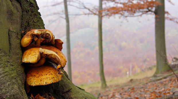 šupinovka Pholiota sp.