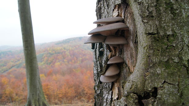 hliva ustricovitá Pleurotus ostreatus (Jacq.) P. Kumm.